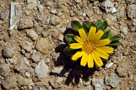 yellow flower green leaves coming out of rocks